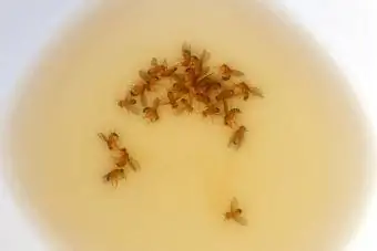 Druknede frugtfluer i en lille skål med eddike, vand og opvaskemiddel