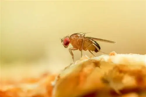 Weg met fruitvliegjes voorgoed met eenvoudige, natuurlijke methoden