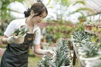 Den kvinnelige gartneren holder en krukke med planter i drivhuset