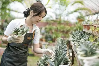 La jardinera sosté un test de plantes a l'hivernacle