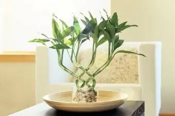 Glückliche Bambus-Zimmerpflanze im modernen Leben