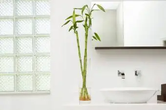 Szerencsés bambusz a fürdőszoba belsejében