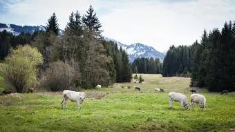 Lembu pada musim bunga