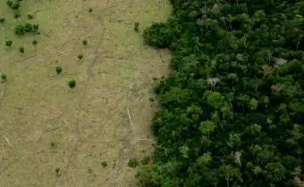 Penebangan hutan Amazon