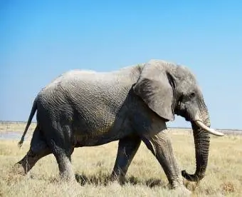 olifant