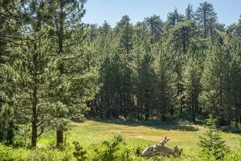 Jeffrey Pine forest sa ibabaw ng Mt Pinos