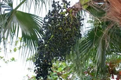 Seperti Apa Rasa Acai Berrynya? Cara Menikmati Rasa Ini