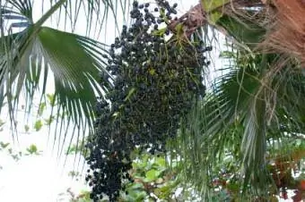 Palmiye ağacındaki Acai meyveleri
