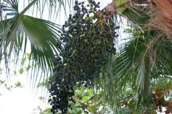 Acai uogos ant palmės