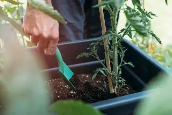 Nærbillede af mandlig hånd, der tilføjer gødning til tomatplante