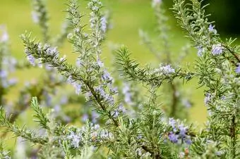 Rosemary anak biru