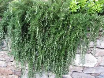 Trailing rosemary cog cascading down