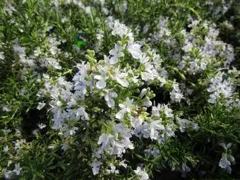 हंटिंगटन कालीन रोज़मेरी जड़ी बूटी के फूल