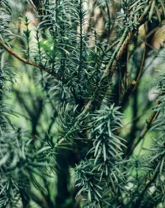 Pine scented rosemary