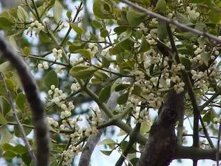 Muérdago la Planta