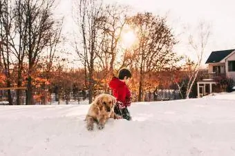 Голден ретривер нохойтойгоо цасан дээр тоглож буй хүү