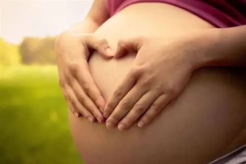 Wie had 's werelds grootste zwangere buik?