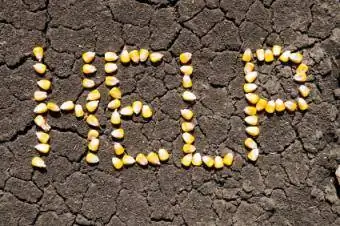Pomoc słowna napisana kukurydzą