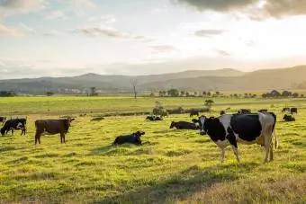 Vacas lecheras