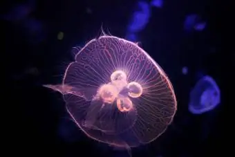 Теңіз аквариумындағы медузалар