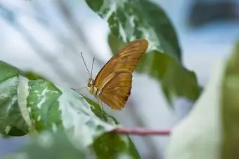 Пеперуда в консерваторията на цветята, парк Голдън Гейт