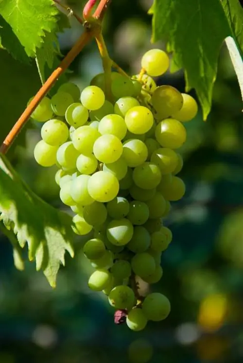 Welke vruchten groeien aan wijnstokken