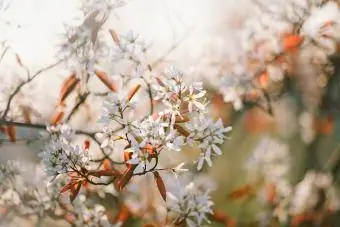Keř oskeruše kvete také známý jako Juneberry