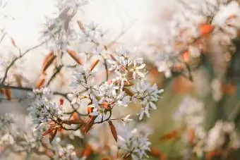 Serviceberry-struikbloemen, ook bekend als Juneberry