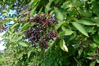Elderberries, Sambucus nigra