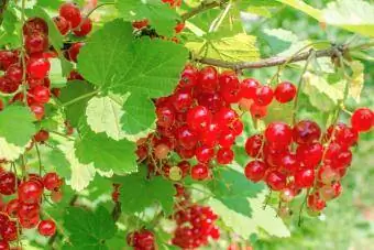 Groseilles rouges sur arbuste