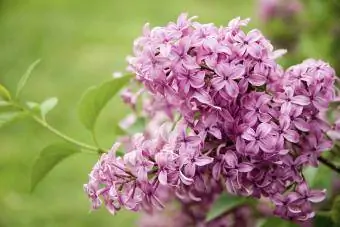 Purple Lilac