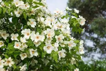 Philadelphus 'Belle Etoile', auch als Scheinorange bekannt