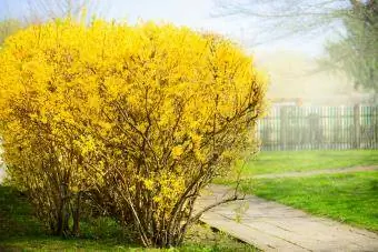 Arbusto amarelo de Forsythia no fundo dos jardins.