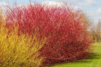 Κόκκινο κλαδάκι Dogwood