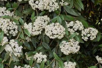 Viburnum rhytidophyllum