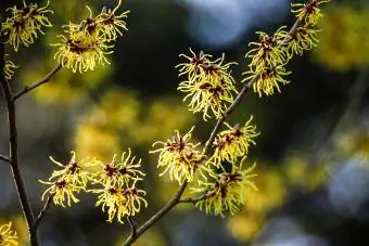 Njemačka, hamamelis zimi