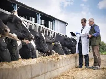 Bonde og veterinær inspiserer kyr som fôrer fra trau på melkebruk