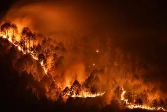 Arbres illuminés contre le ciel la nuit