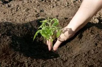 Het planten van tomaten vereist de juiste grond.