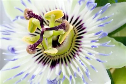 Faits sur la fleur de la passion