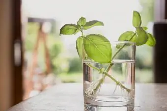 Basil Gin