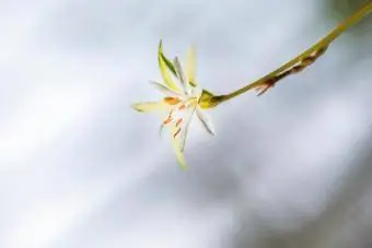 Spider Plant Ծաղիկ