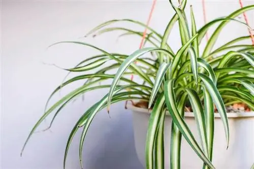 Dicas de cuidados com a planta aranha para uma planta saudável