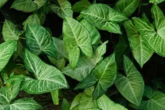 Syngonium podophyllum (planta com ponta de flecha, videira com ponta de flecha, filodendro com ponta de flecha, pé de ganso, sempre-viva africana e sempre-viva americana)