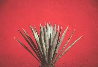 maguey উদ্ভিদ সঙ্গে লাল প্রাচীর