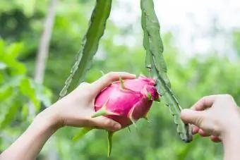 Tangan wanita menyentuh dan memegang buah naga di kebun