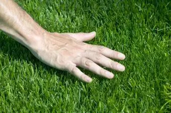 Рука зависает над свежескошенной травой