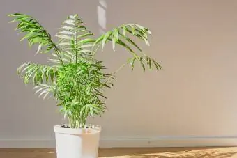 Päikesevalgusega salongipalm