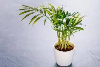 Parlor Palm of Chamaedorea elegans