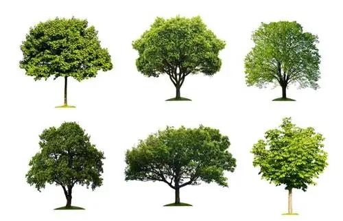 Sprievodca identifikáciou stromov s jednoduchými krokmi